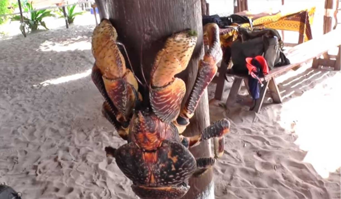 A coconut crab climbing a wooden beam. Photo: YouTube