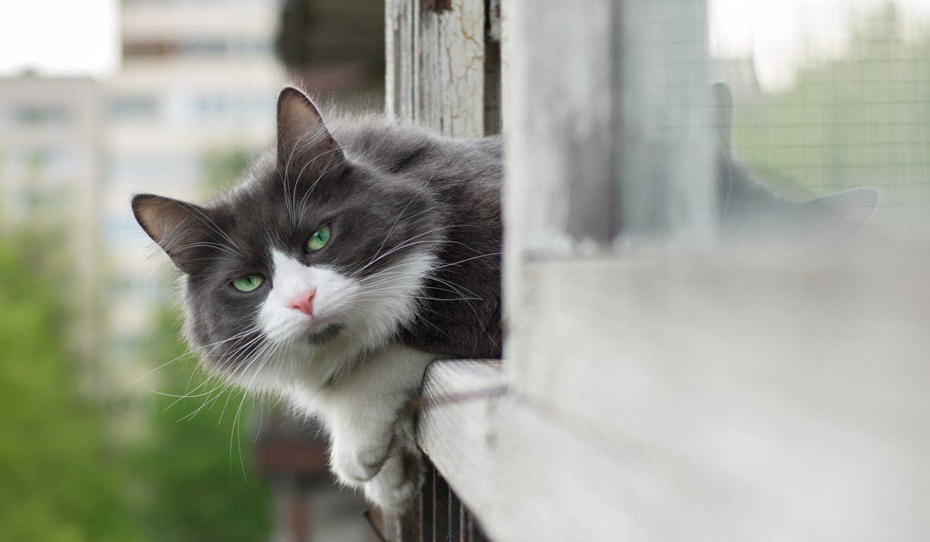 Housebound cats need stimulation and different areas of activity. Photo: Shutterstock