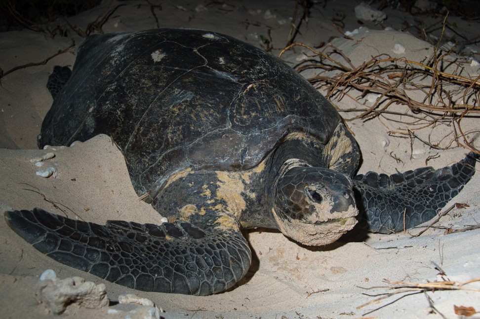 Green turtles can weigh up to 300 kilograms. Photo: Unesco