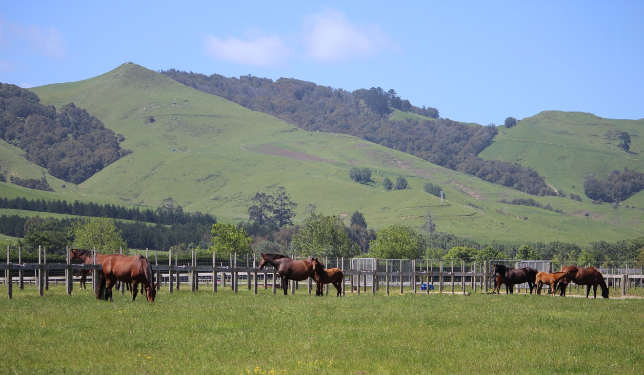 The open space and clean air of New Zealand-based Raffles Farm allows raising some of best race horses
