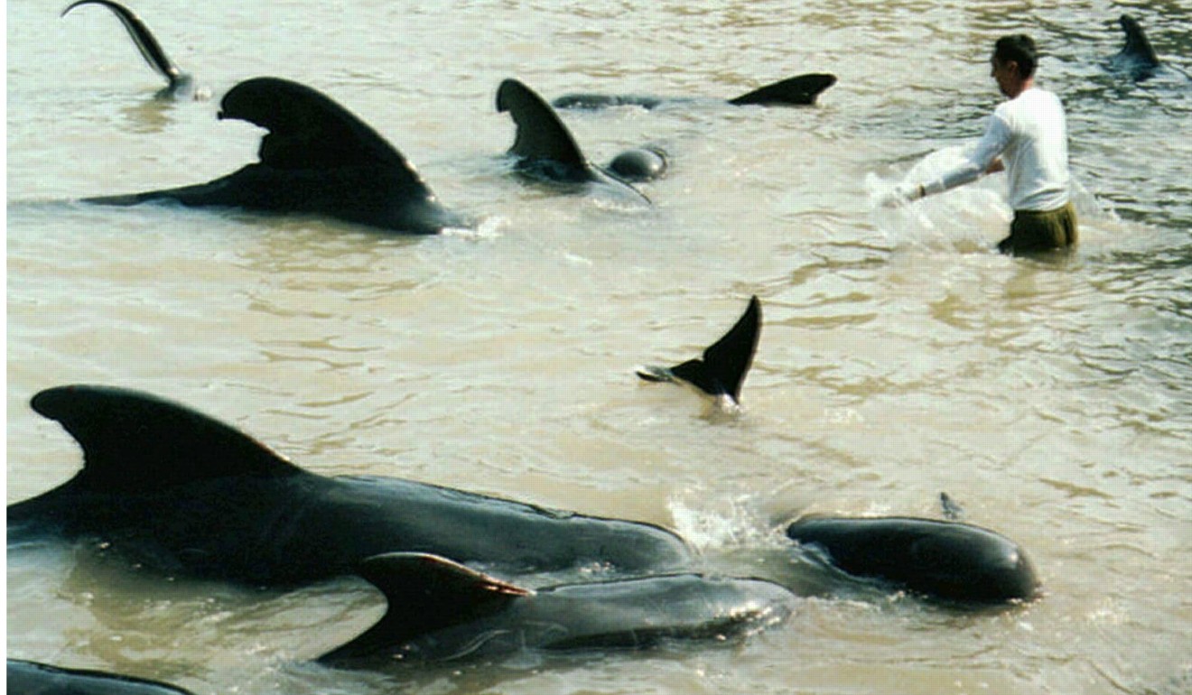 Japanese fishermen lure short-finned pilot whales into a shallow bay. Photo: Reuters