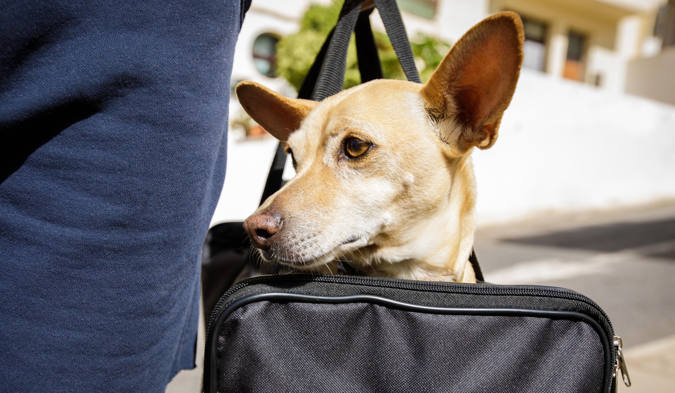 Keeping a checklist of things that have to be done for your pet’s relocation is also vital. Photo: Alamy