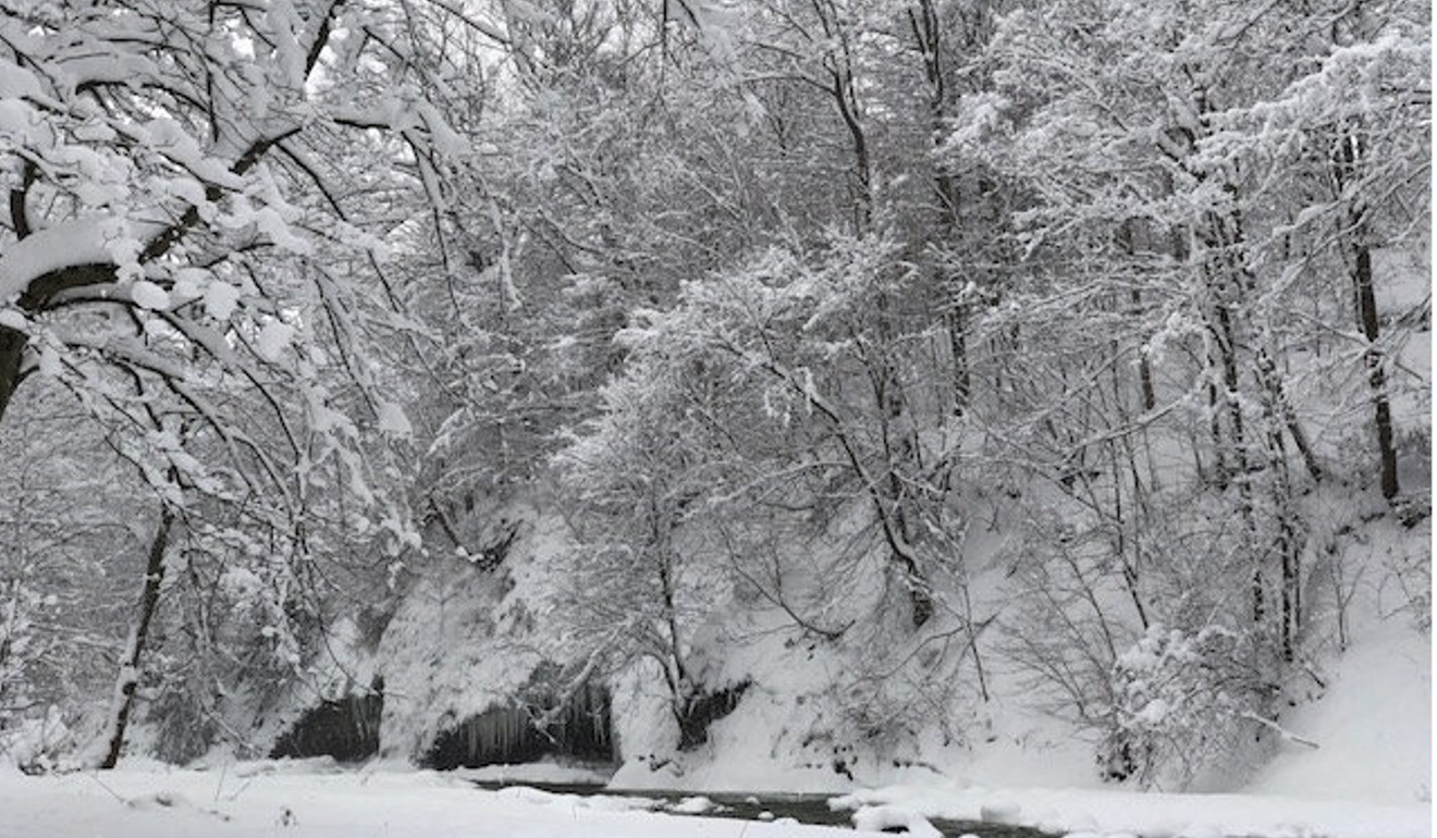 Trees are seen after the record snowfall in Erie. Photo: Reuters