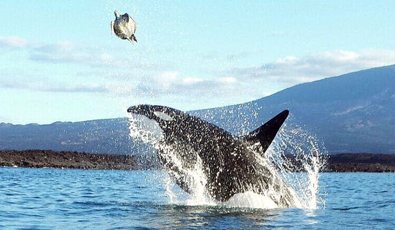 Stunning sights such as this killer whale hunting a turtle draw many to the Galapagos Islands – but Fodor’s says concerns over the islands’ fragile ecosystems make them a no-go. Photo: Galapagos National Park via Xinhua