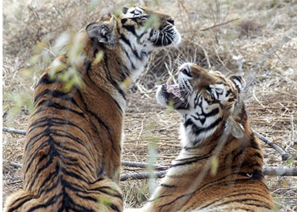 China sent two Siberian tigers to South Korea in 2005. Photo: News.sina.com