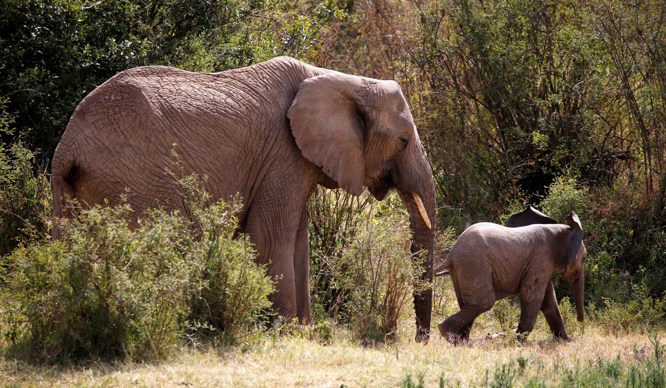 An elephant and its calf walk through the bush at the Mpala Research Centre in Laikipia County, Kenya, last week. The African elephant population fell by a third in just seven years – largely due to poaching, say experts. File photo: Reuters