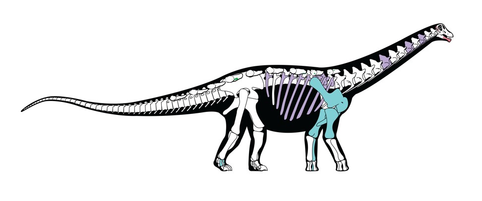A skeletal reconstruction of the titanosaurian dinosaur Mansourasaurus shahinae from the Late Cretaceous of the Dakhla Oasis, Egypt. Graphic: Reuters