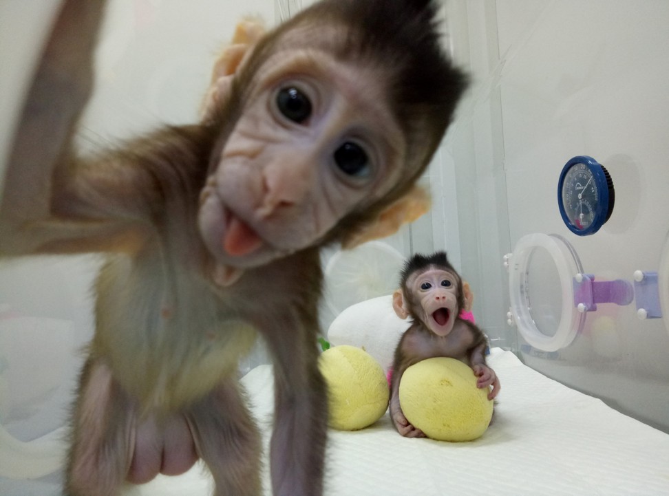 The techniques used to give life to a pair of long-tailed macaques were fundamentally the same as those used by scientists in Scotland in 1996 to create Dolly the sheep. Photo: Reuters