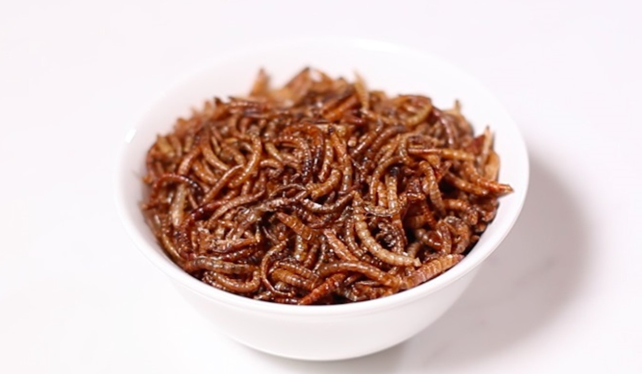 Mealworms are a low-calorie food option with good fats and fibre.