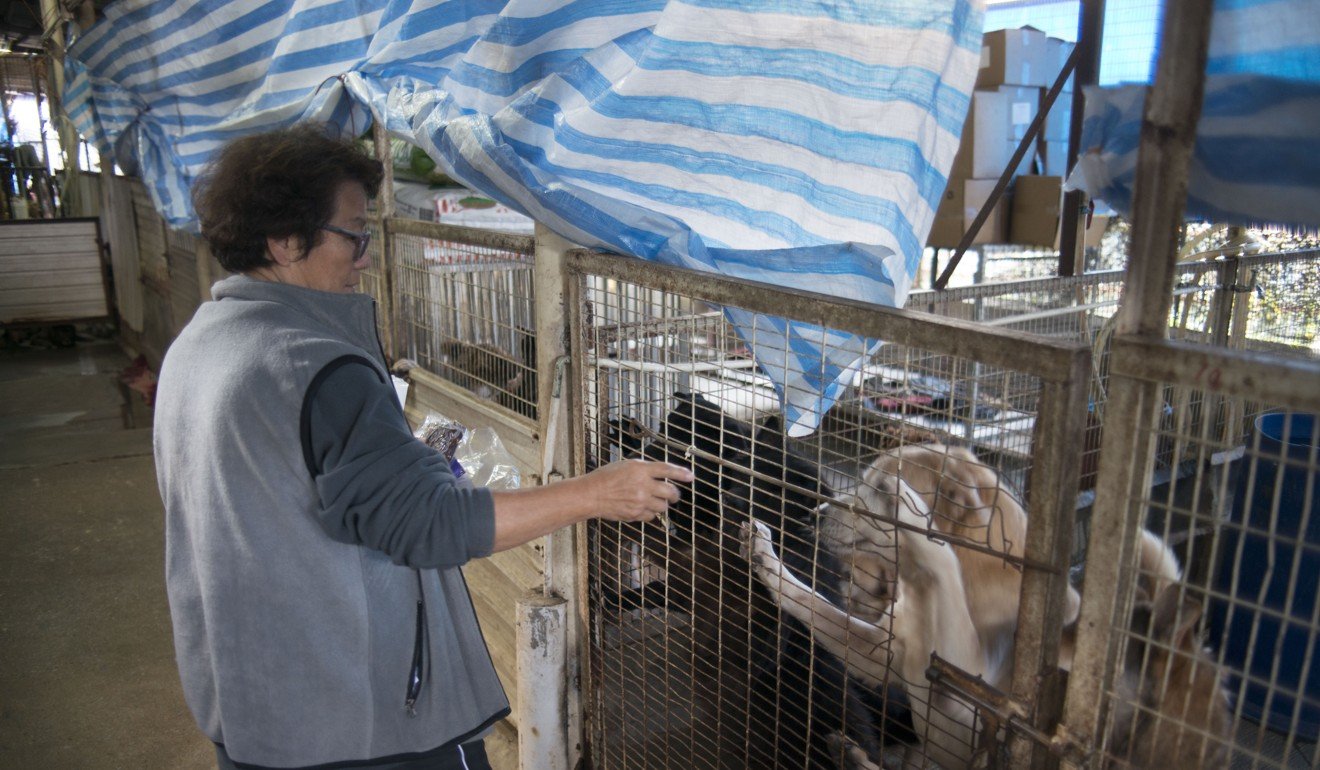 Why Hong Kong dog shelters are struggling to survive | Post Magazine