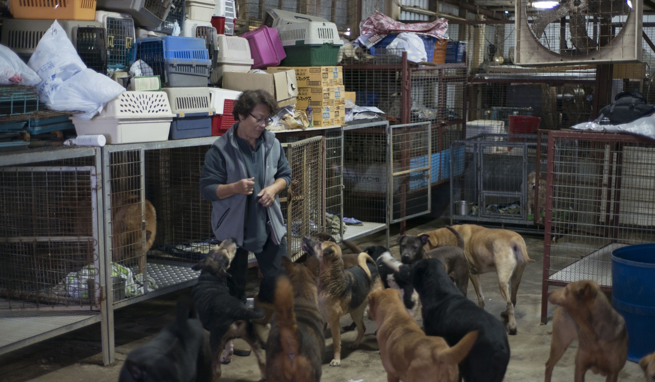 Why Hong Kong dog shelters are struggling to survive | Post Magazine