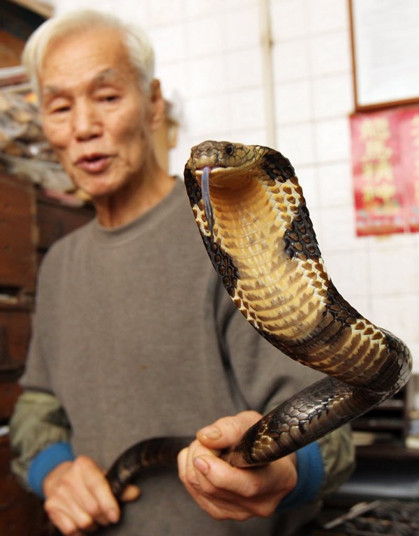 No snake soup for Hong Kong's young snake catcher King Cobra home Snakes  species Python