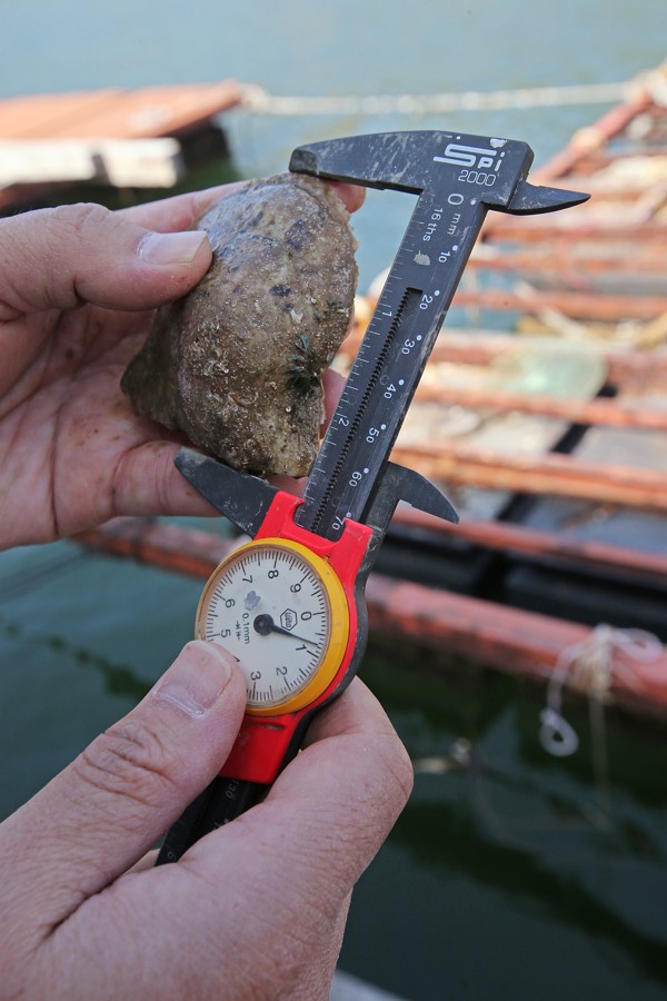 Oysters are measured and weighed. Picture: David Wong