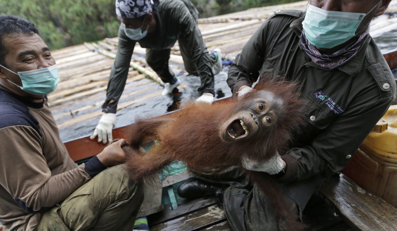 Borneo’s orangutan population plunged by 100,000 since 1999, new study finds South China