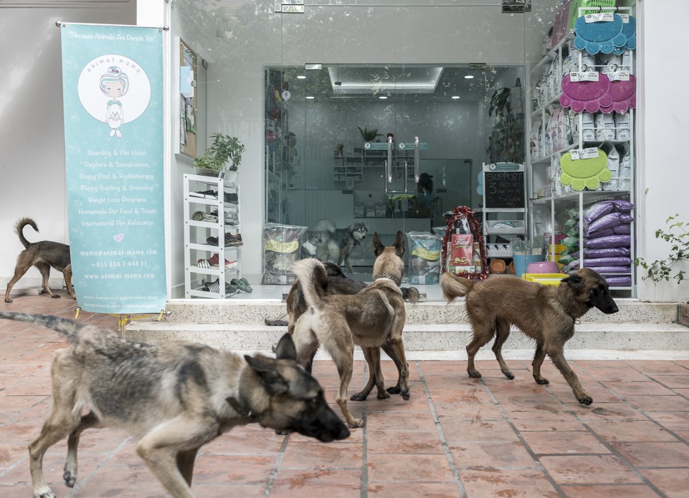 Retired de-mining dogs at Home for Heroes waiting to be walked by Khouri and other Animal Mama staff. Photo: Enric Catala