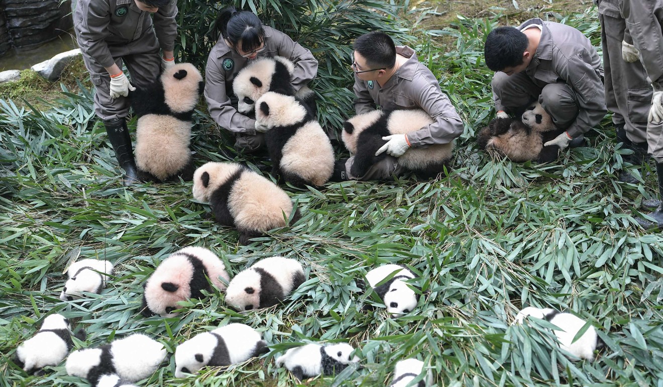 In 2016, the giant panda’s status was downgraded from “endangered” to “vulnerable”. Photo: Xinhua