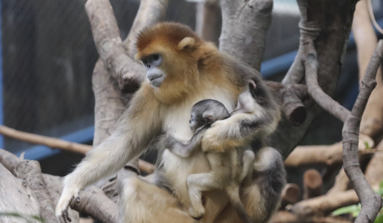 Golden snub-nosed monkeys, Qi Qi and Le Le with her baby at Ocean Park. Photo: Edward Wong