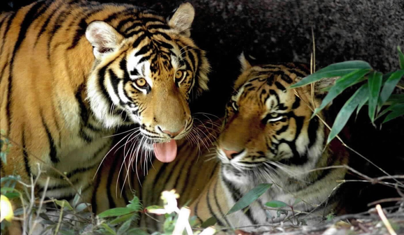 South China tigers are in danger of extinction. Photo: Xinhua