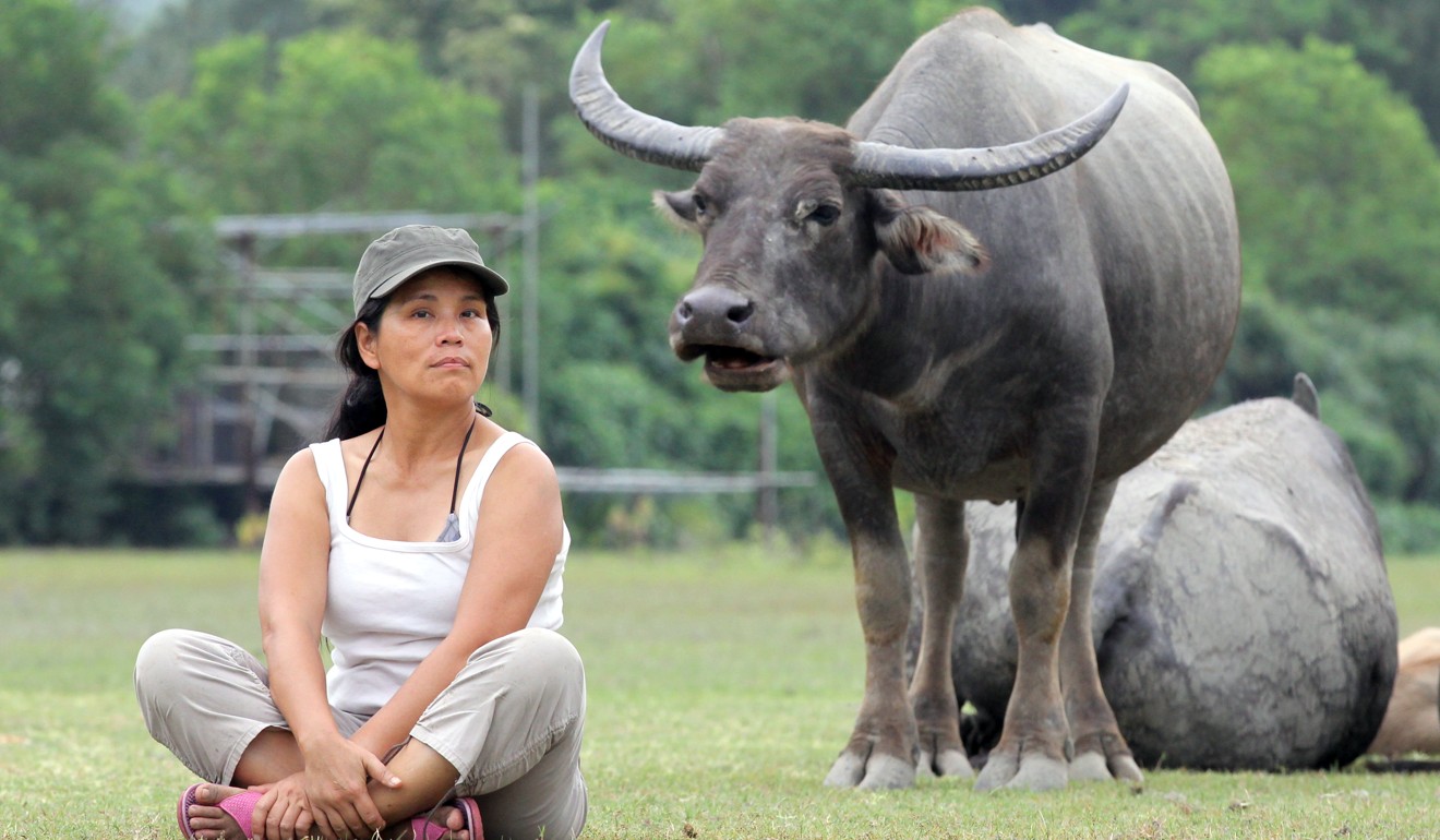 Ho Loy is an activist who protects cows and buffaloes on Lantau Island. Photo: Edward Wong