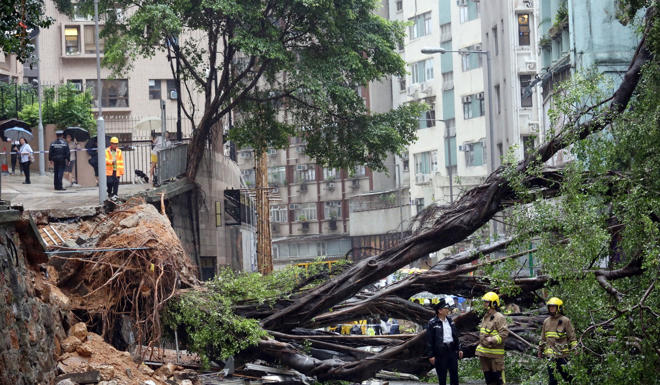 Falling trees have caused a number of casualties in the city. Photo: Nora Tam