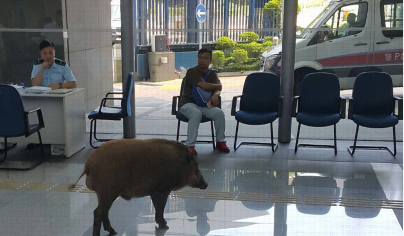 A wild boar in the lobby of a police station in Tsuen Wan. Photo: Handout