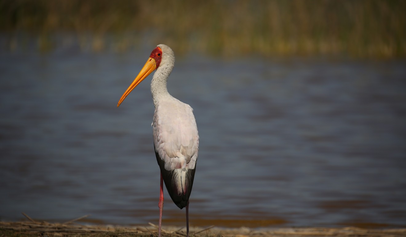 A colourful yellow-billed stork.
