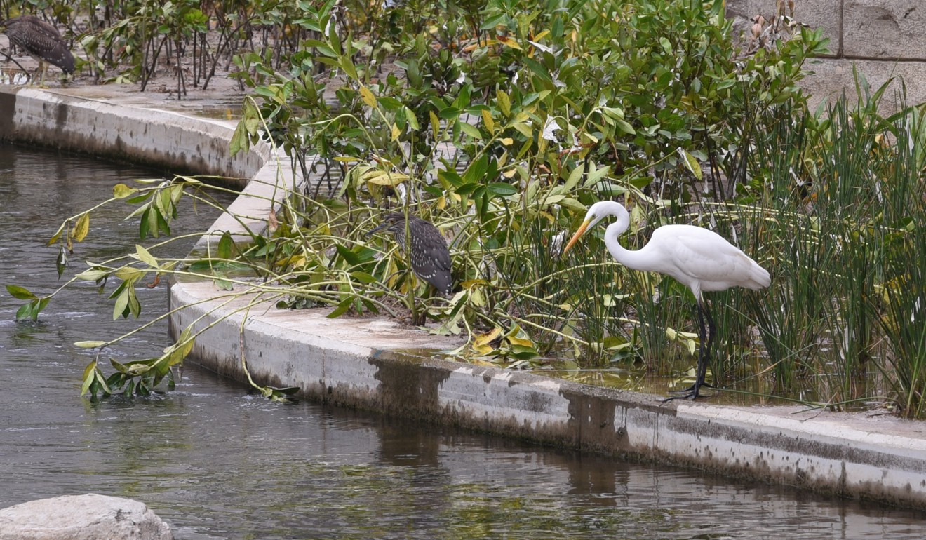 The rejuvenated waterway will attract wildlife. Photo: SCMP