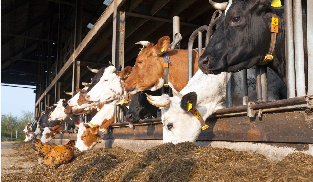 Intensive animal farming has seen cattle fattened up for the mass market. Photo: Alamy