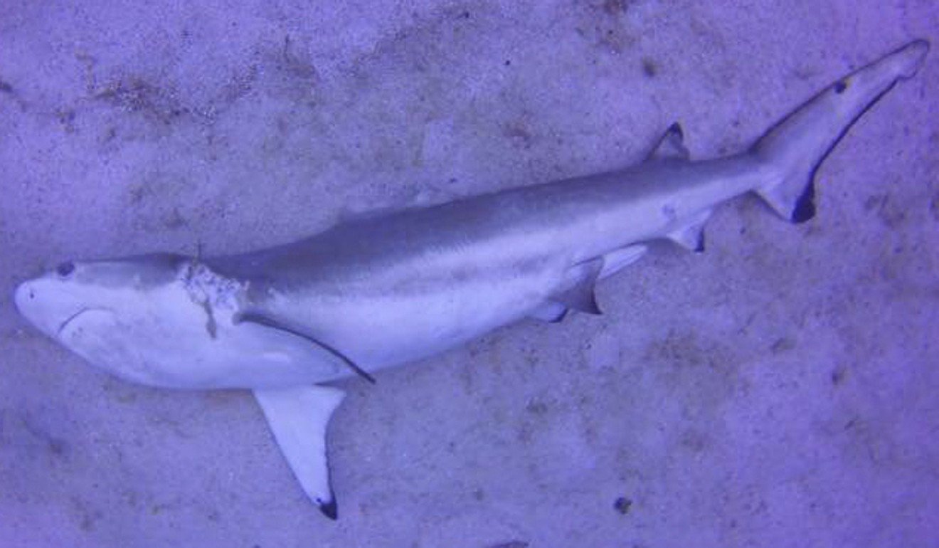 A dead shark with its fin cut off on the seabed in Indonesia. Photo: Arabi Balasubramaniam