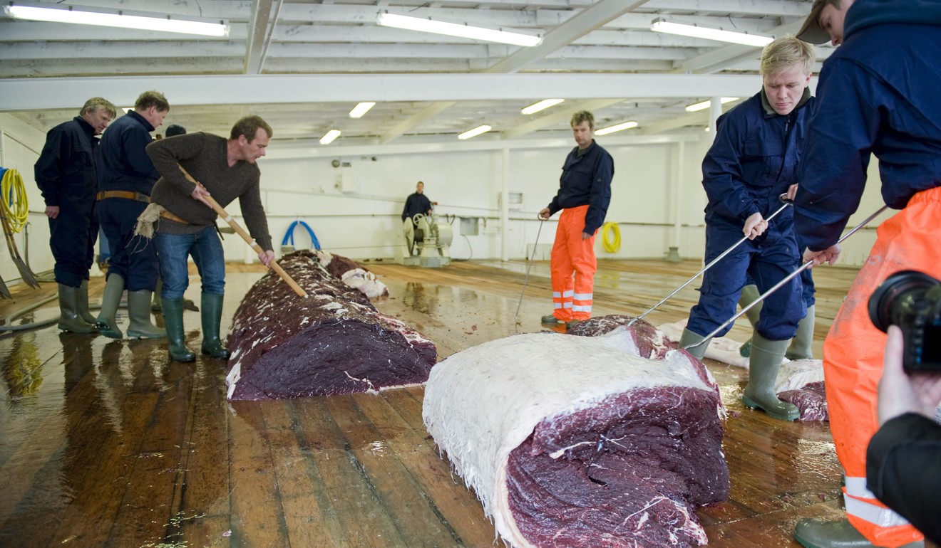 This file photo taken on June 19, 2009 shows Icelandic whalers butchering a 35-tonne fin whale, caught off the coast of Hvalfjsrour, north of Reykjavik. Photo: Agence France-Presse