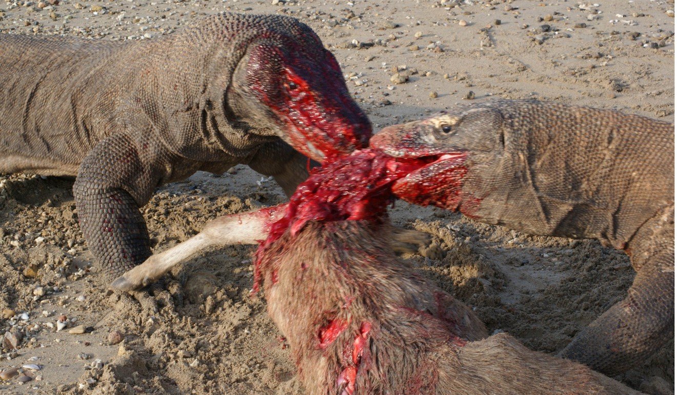 Komodo dragons devour a wild deer on Komodo island. Photo: AFP