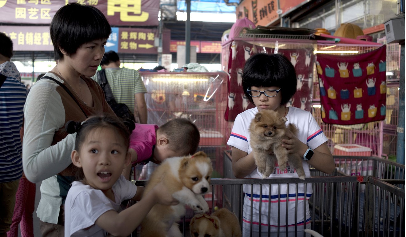 Chinese store pet market