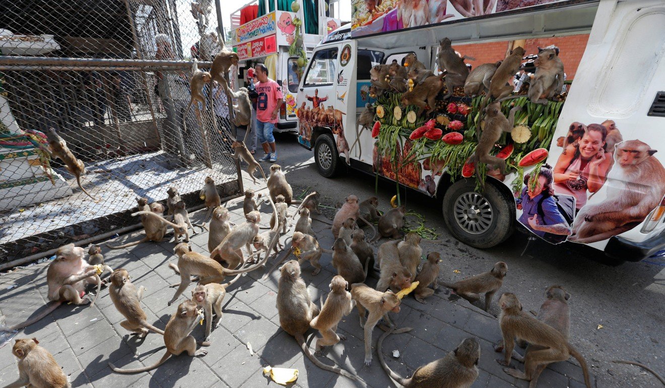 File photo of monkeys eating fruit and vegetables during the Monkey Buffet Festival, near Phra Prang Sam Yot temple in Lopburi province. Photo: Reuters