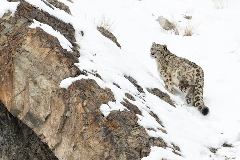 Without snow, there is no guarantee you will see a snow leopard in Hemis National Park, Ladakh. Photo: Ben Cranke/Nature Picture Library