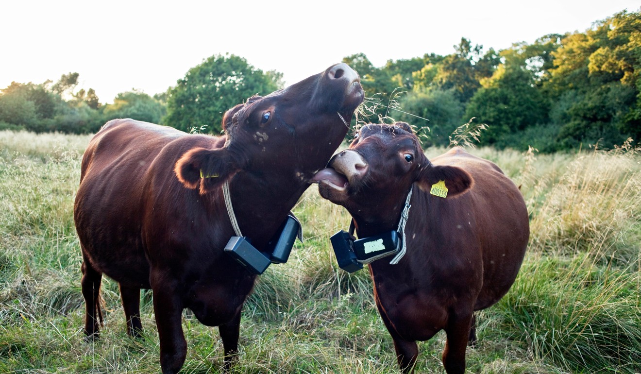 Cows form relationships and have best friends according to a study. Photo: Alamy