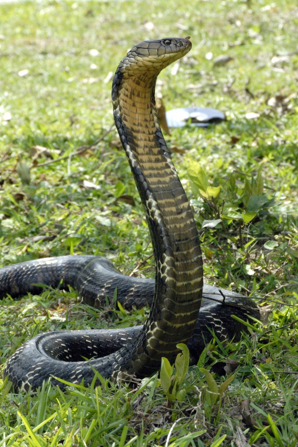 A king cobra at Pak Sha O in Sai Kung.