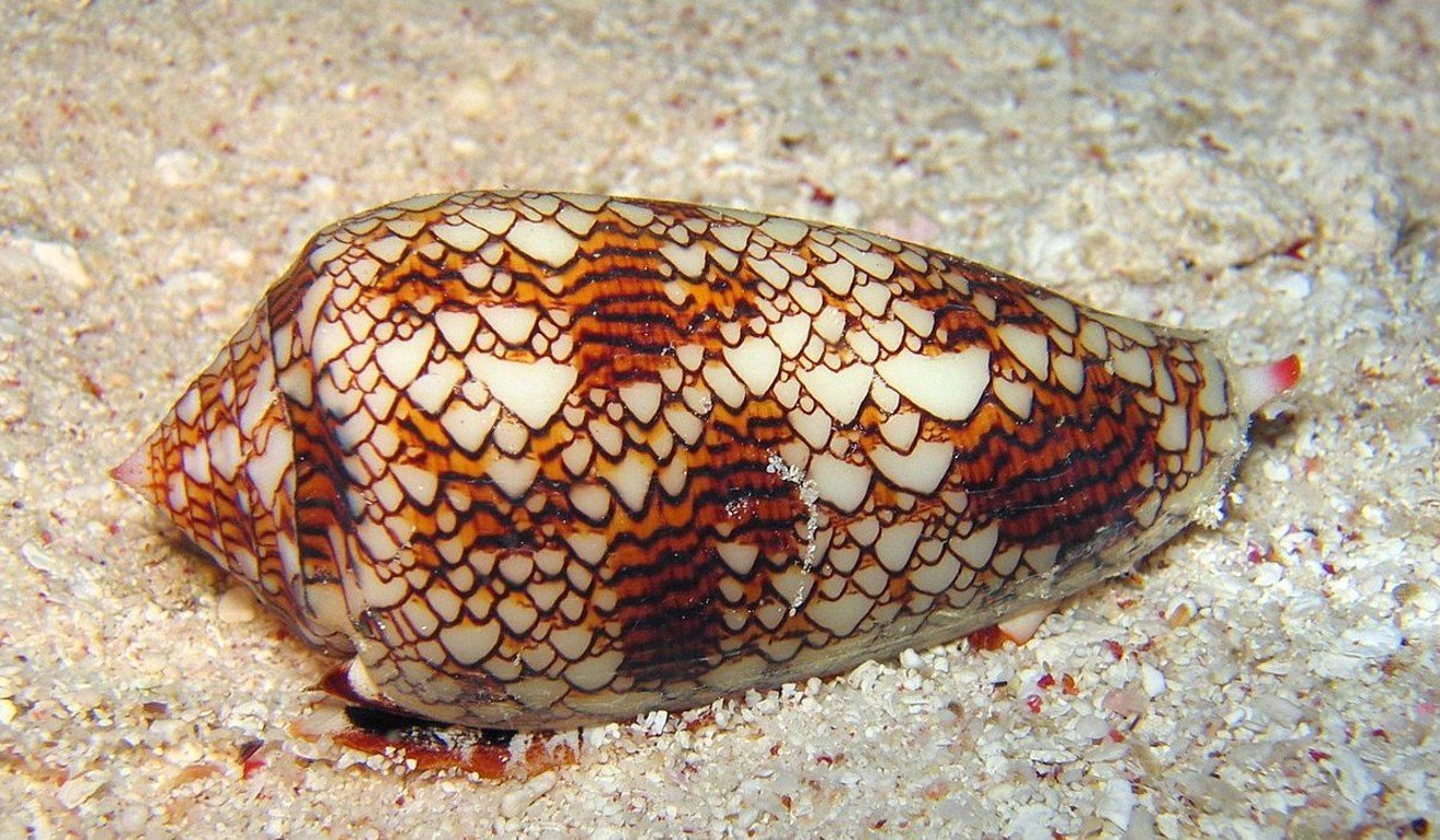 Textile cone shell