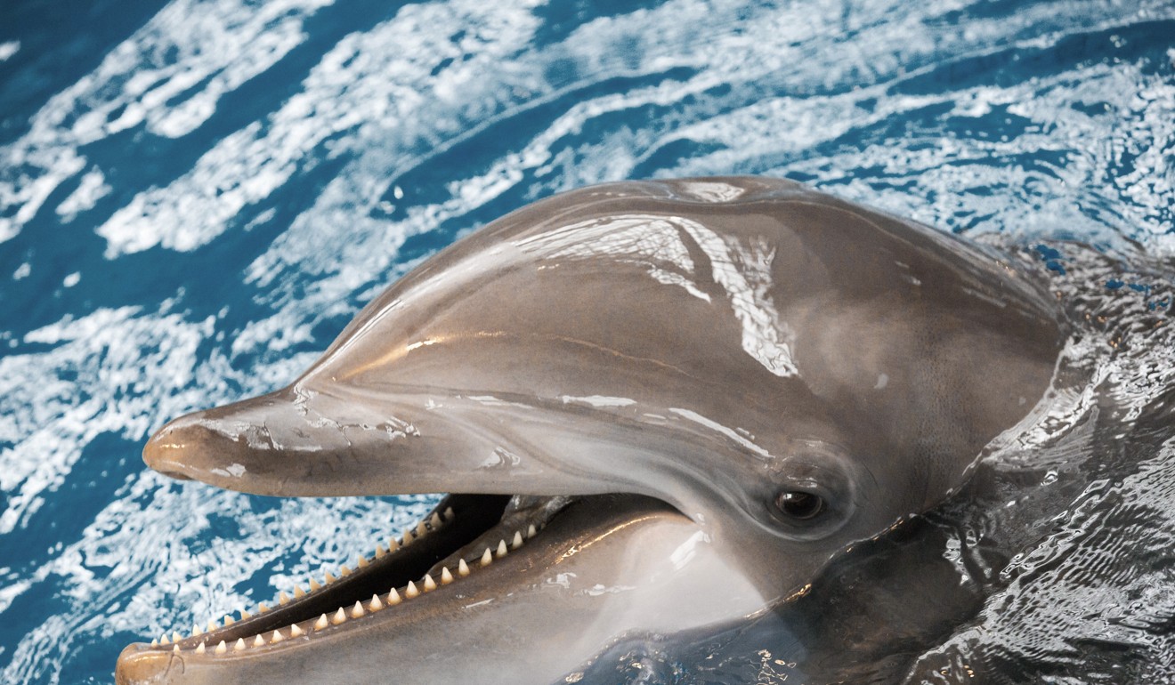 A dolphin at the National Aquarium in Baltimore, one of eight that will be moved to a new sanctuary in Florida or the Carribean. Photo: National Aquarium