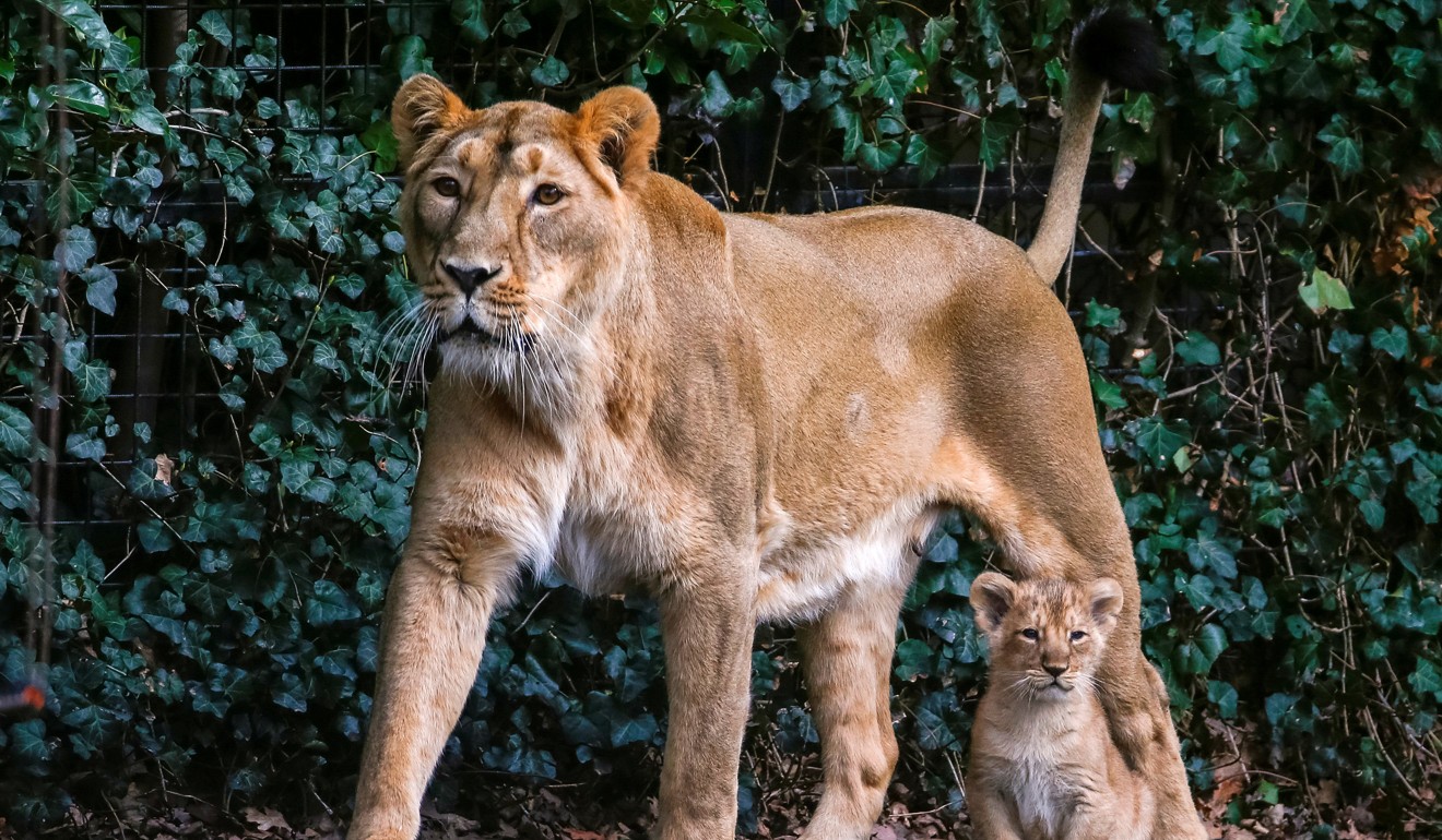 A lioness is seen with a cub in the Planckendael zoo in Mechelen, Belgium, in 2016. It is unclear if this was the animal shot dead on Thursday after escaping. Photo: Reuters