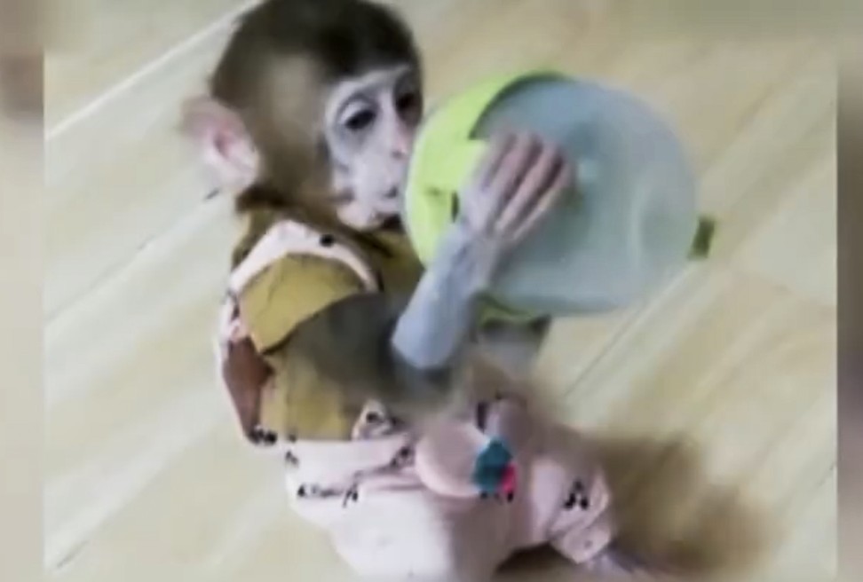The infant monkeys were sold for 10,000 yuan (US$1,500) each, CCTV reported. Photo: Iqiyi.com