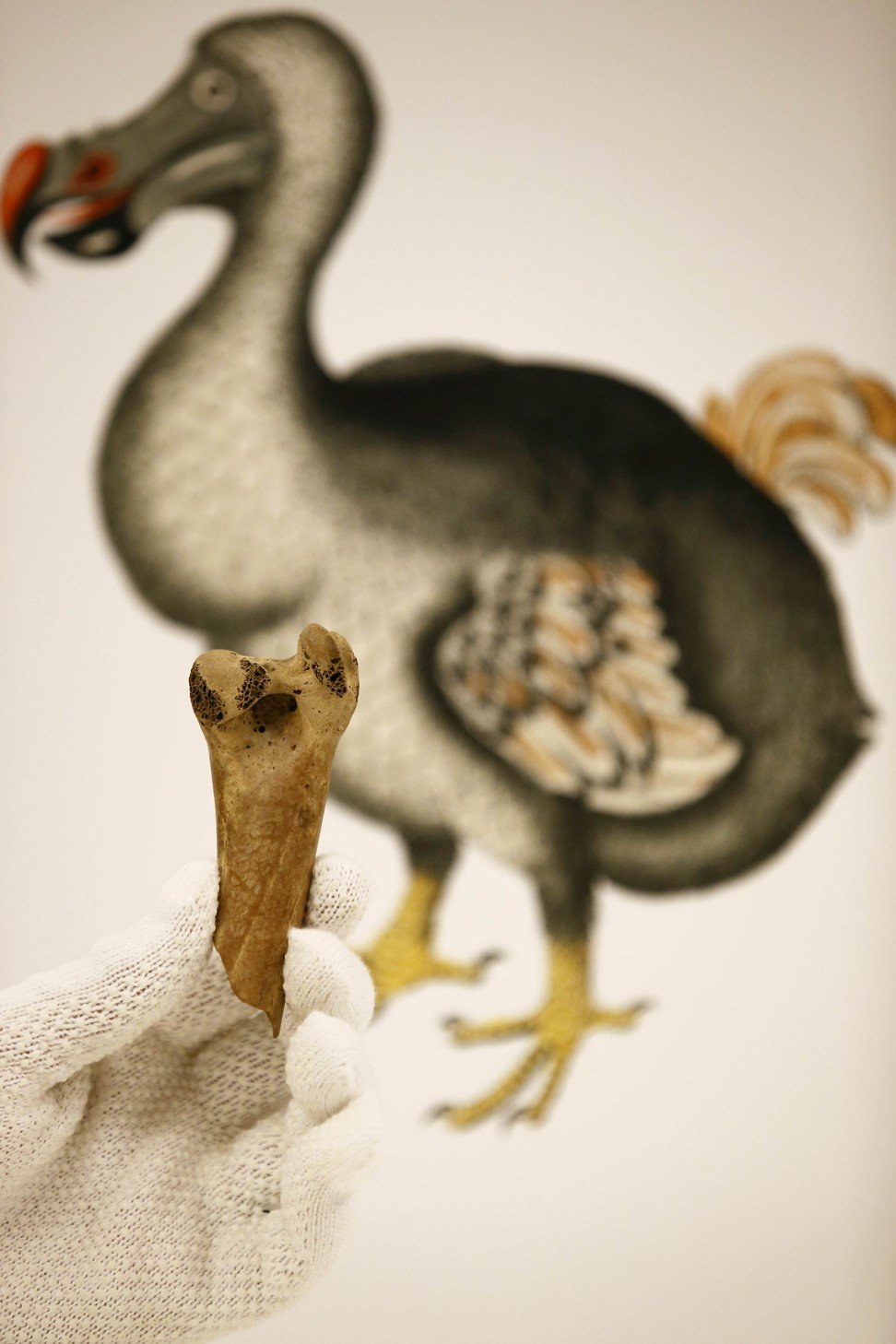 An employee of Christie’s auction house with a fragment of a femur from a dodo. Photo: AFP