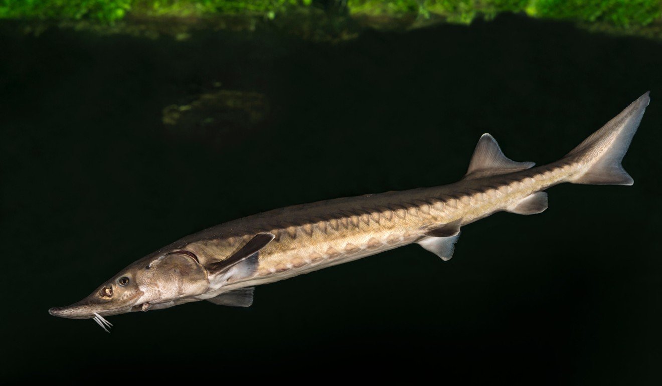 An adult sturgeon in a German river. Photo: Alamy