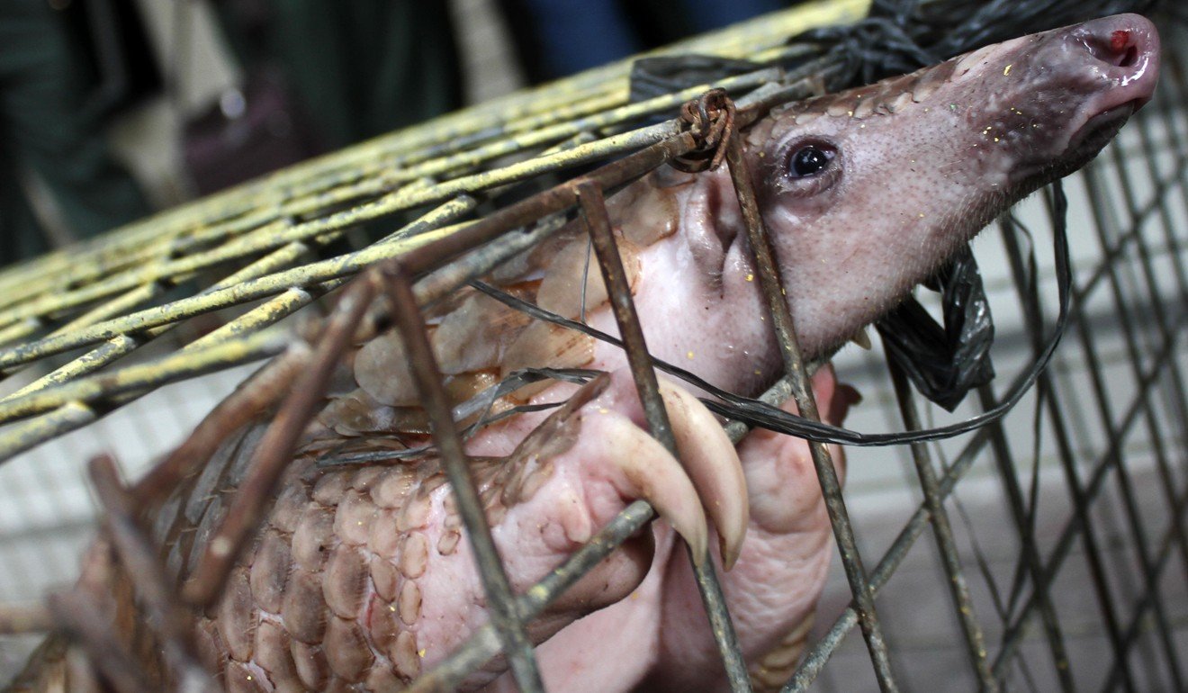 This pangolin is one of 12 confiscated recently by Indonesia’s Natural Resources Conservation Agency. More than one million pangolins have been illegally poached over the past decade to meet growing demand in China for their meat and scales. Photo: Alamy