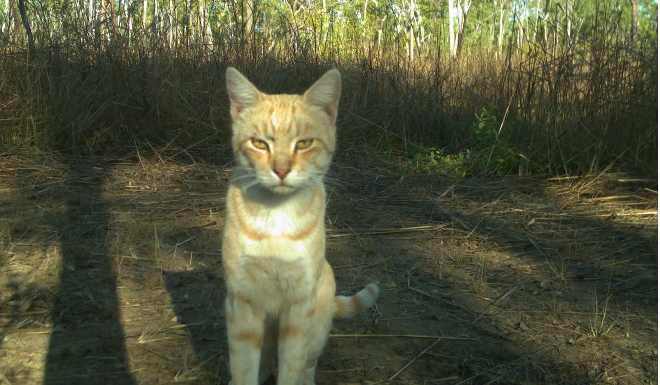 A feral cat in the wild in Australia. Photo: AFP/Northern Territory Government/University of Queensland