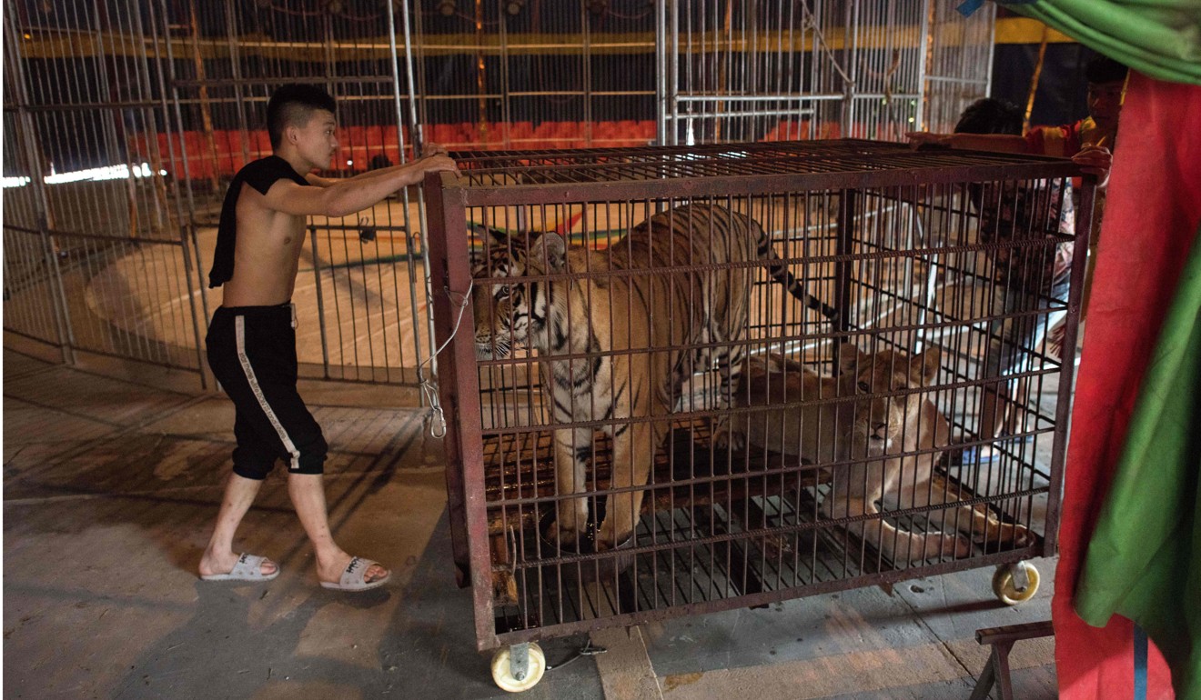 A circus member pushes along a small cage on wheels with a Siberian tiger and a lioness in it. Photo: AFP