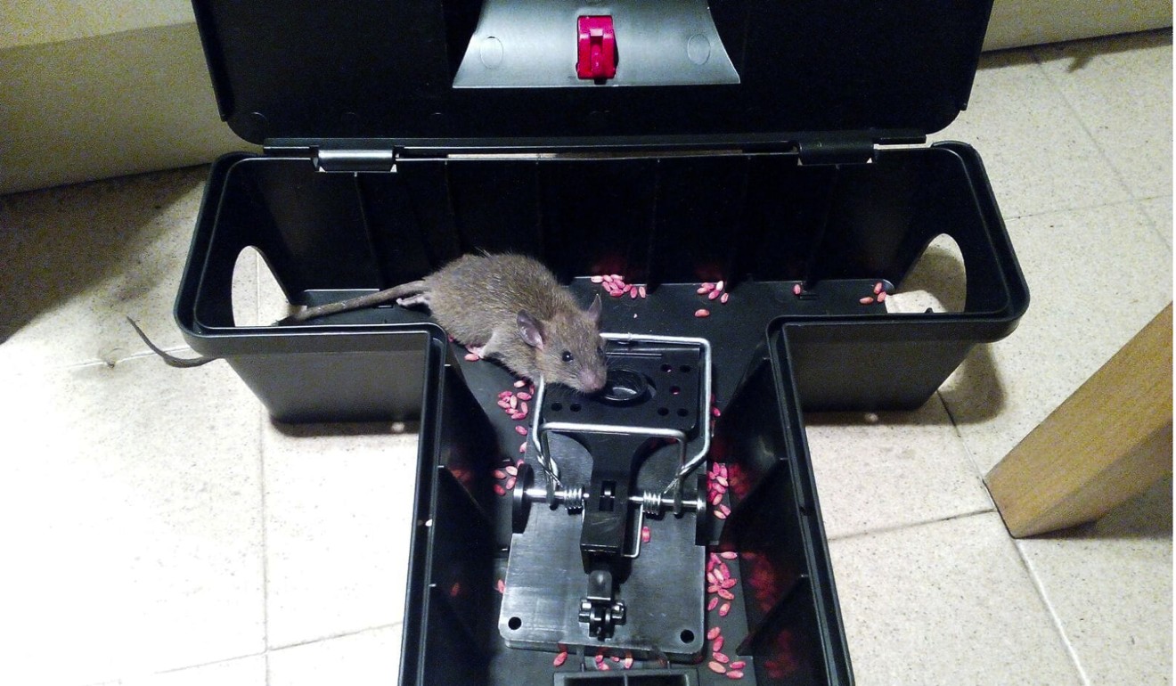 Rodents beware: Jakarta offers cash reward for live rats in vermin  clampdown