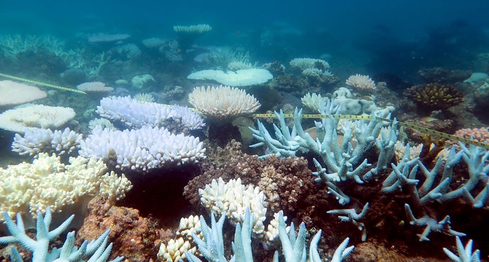 Mass bleaching of corals in Australia’s Great Barrier Reef. There was ‘catastrophic die-off’ of corals during an extended heatwave in 2016. Photo: AFP/ARC Centre of Excellence for Coral Reef Studies