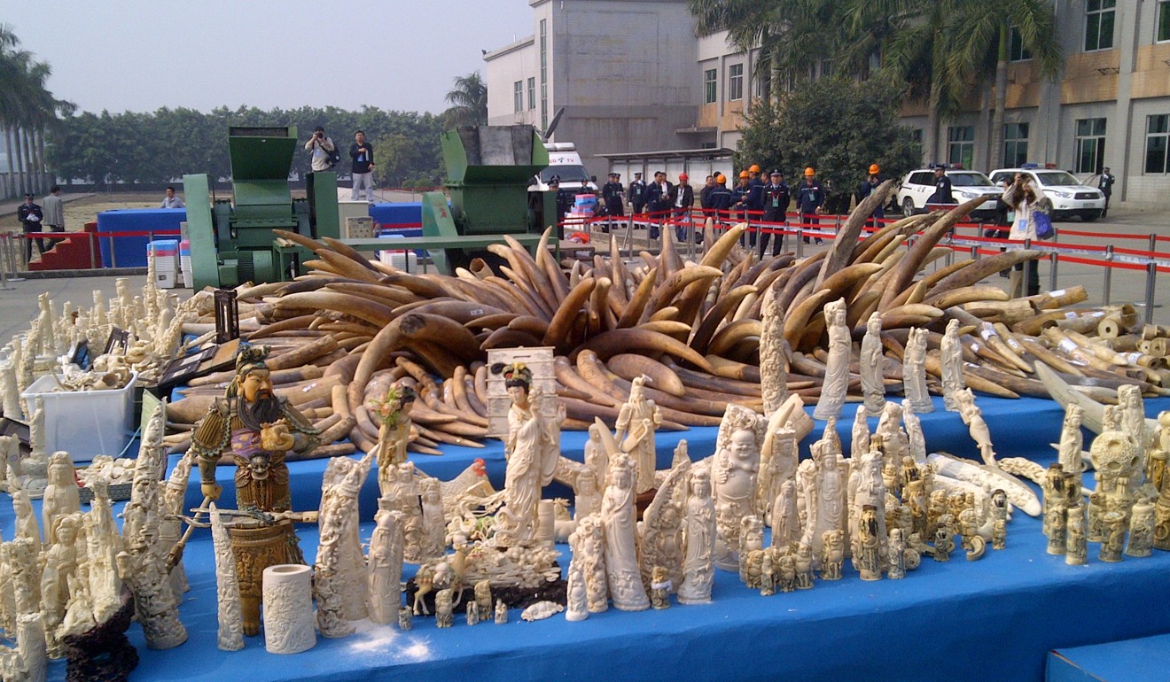 Almost 6.2 tonnes of confiscated ivory. Photo: Mimi Lau