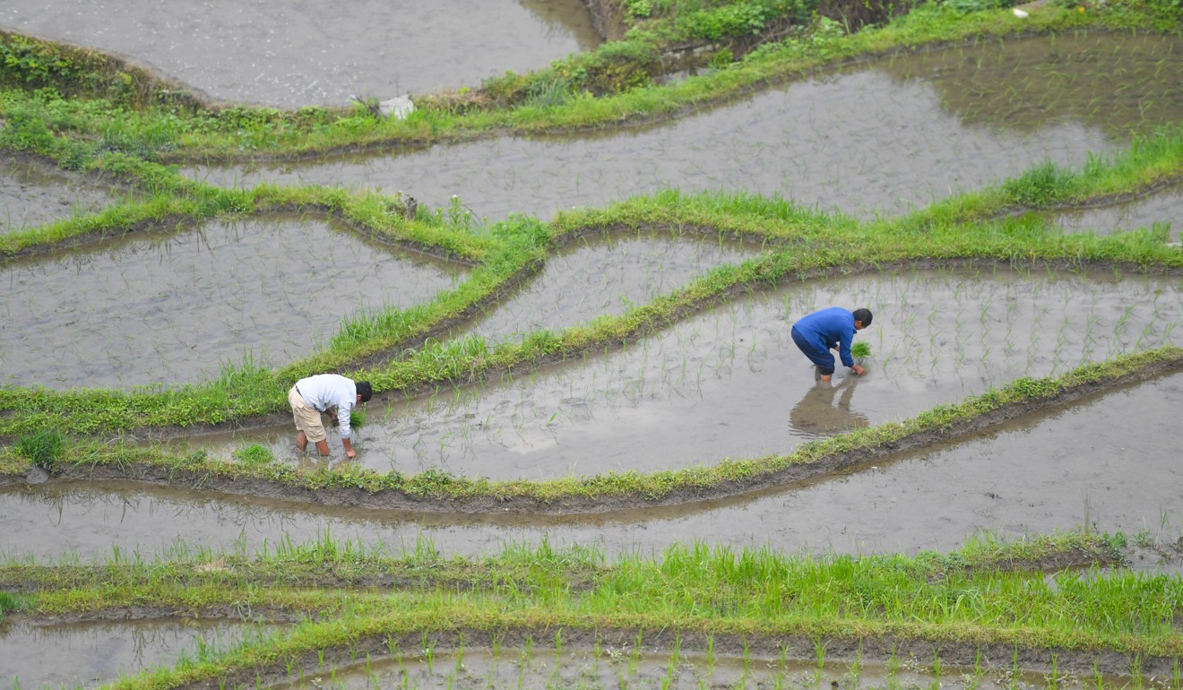 Farmers plant paddy rice seedlings in Hunan province, China. Photo: Xinhua