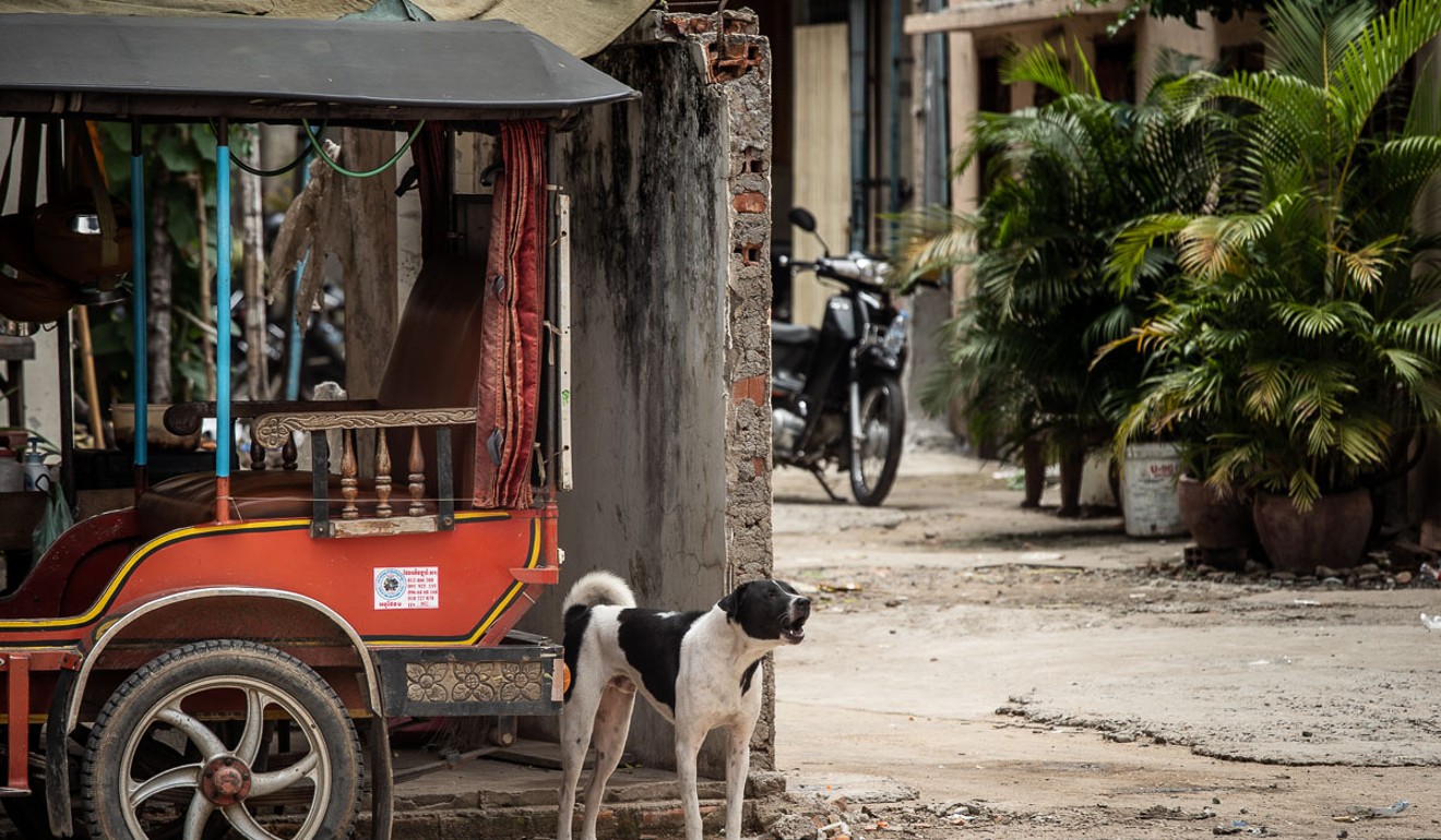 A dog in Phnom Penh. Many of the dogs sold for food are taken from the streets of the capital. Photo: Enric Catala